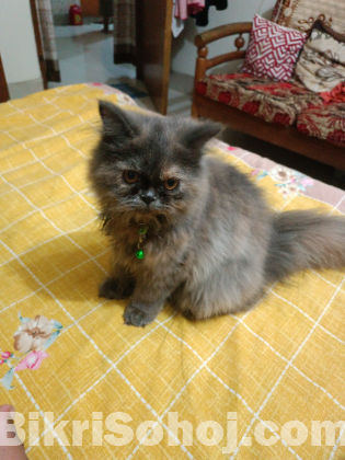 ফিমেল পার্শিয়ান বিড়াল